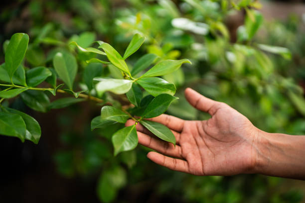 How Our Tree Care Process Works  in  Ellenton, FL